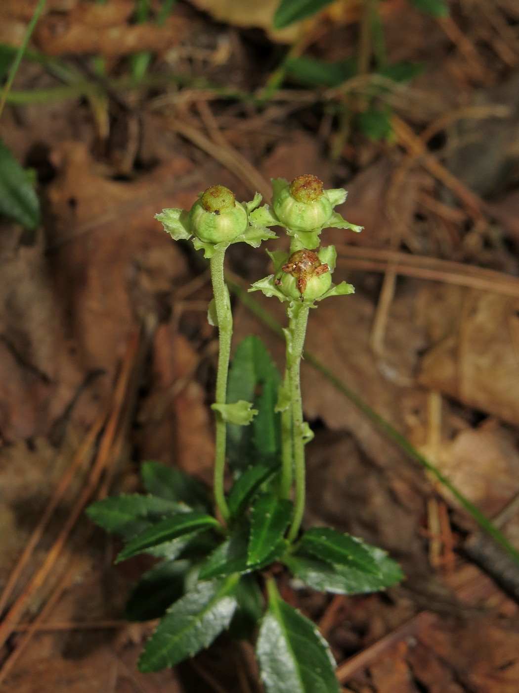 Image of Chimaphila japonica specimen.