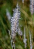 Imperata cylindrica