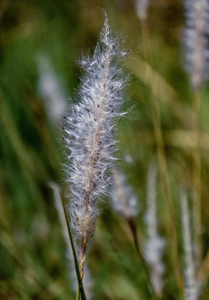 Image of Imperata cylindrica specimen.