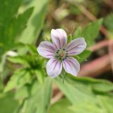 Geranium sibiricum. Цветок. Хабаровский край, окр. г. Комсомольск-на-Амуре, обочина грунтовой дороги. 18.07.2024.