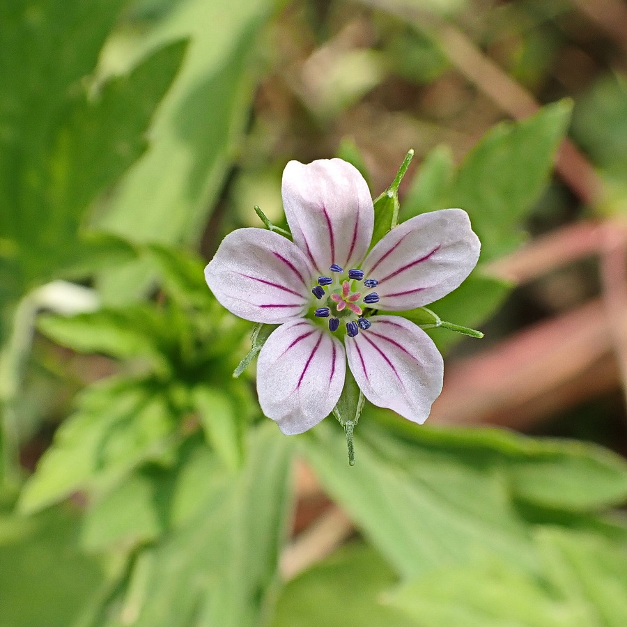 Image of Geranium sibiricum specimen.