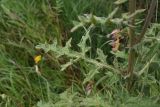 Echinops sphaerocephalus. Лист. Тульская обл., Куркинский р-н, окр. степного урочища Горки, берег реки Дон, луг. 30 июля 2024 г.