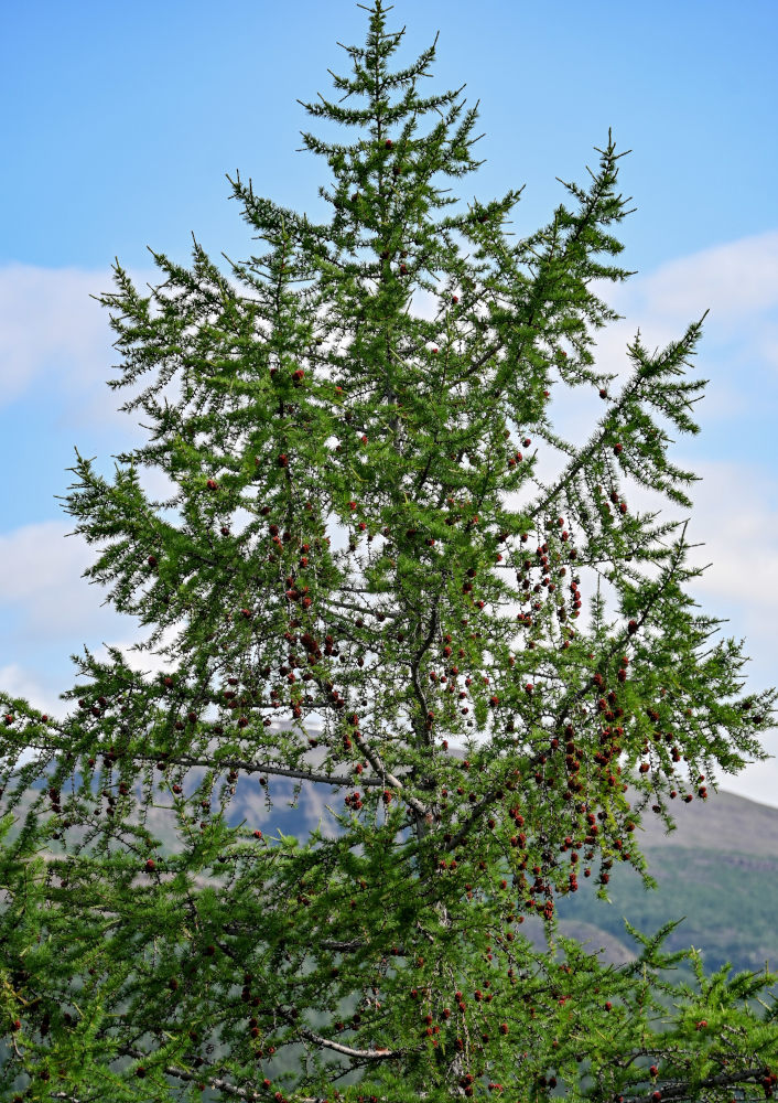 Изображение особи Larix sibirica.