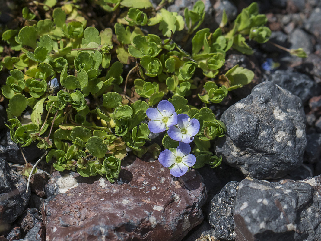 Image of Veronica minuta specimen.