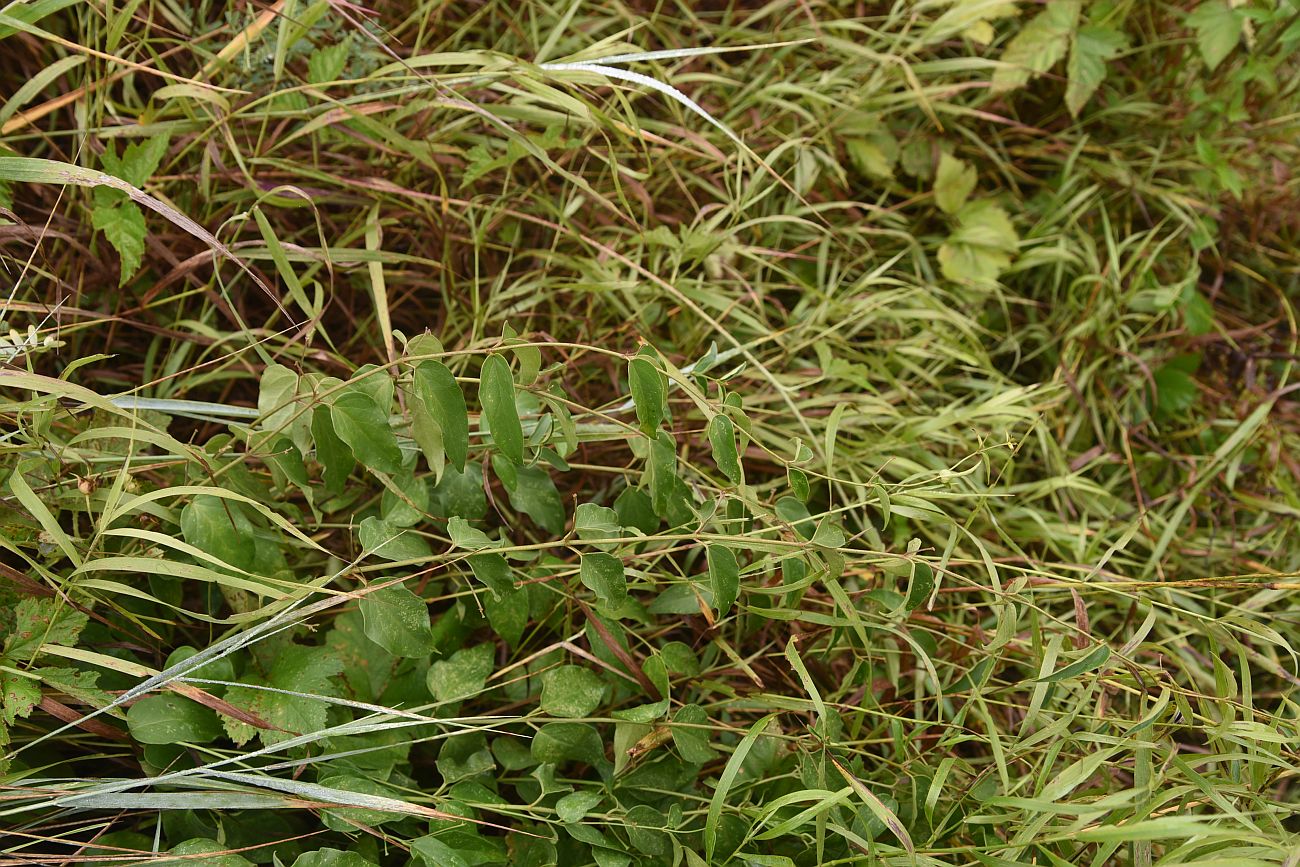 Image of genus Vincetoxicum specimen.