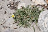 genus Taraxacum. Цветущее растение. Таджикистан, Горно-Бадахшанская автономная обл., Ишкашимский р-н, Шахдаринский хр., дол. р. Памир, выс. ≈ 3800 м н.у.м., песчано-галечниковые наносы на правом берегу р. Памир. 3 июля 2024 г.