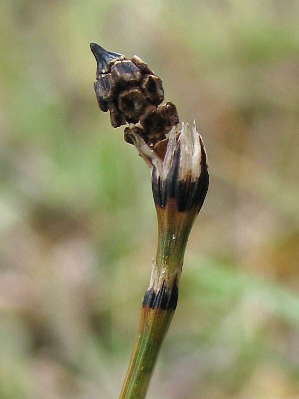 Image of Equisetum variegatum specimen.