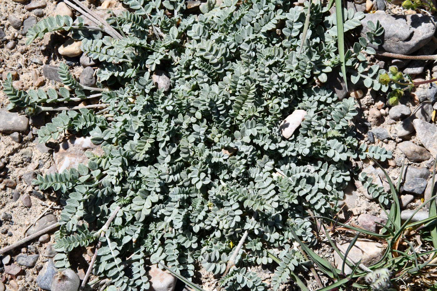 Image of Astragalus nivalis specimen.