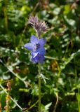 Polemonium boreale. Верхушка цветущего растения. Камчатский край, Елизовский р-н, подножие горы Вачкажицы, берег р. Тахколоч, луговина на склоне СВ экспозиции. 04.08.2024.