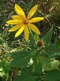 Helianthus tuberosus. Верхушка побега с соцветием и соплодием. Хабаровский край, окр. г. Комсомольск-на-Амуре, Силинский лесопарк, зарастающая просека. 23.09.2024.