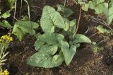 Phlomoides tuberosa