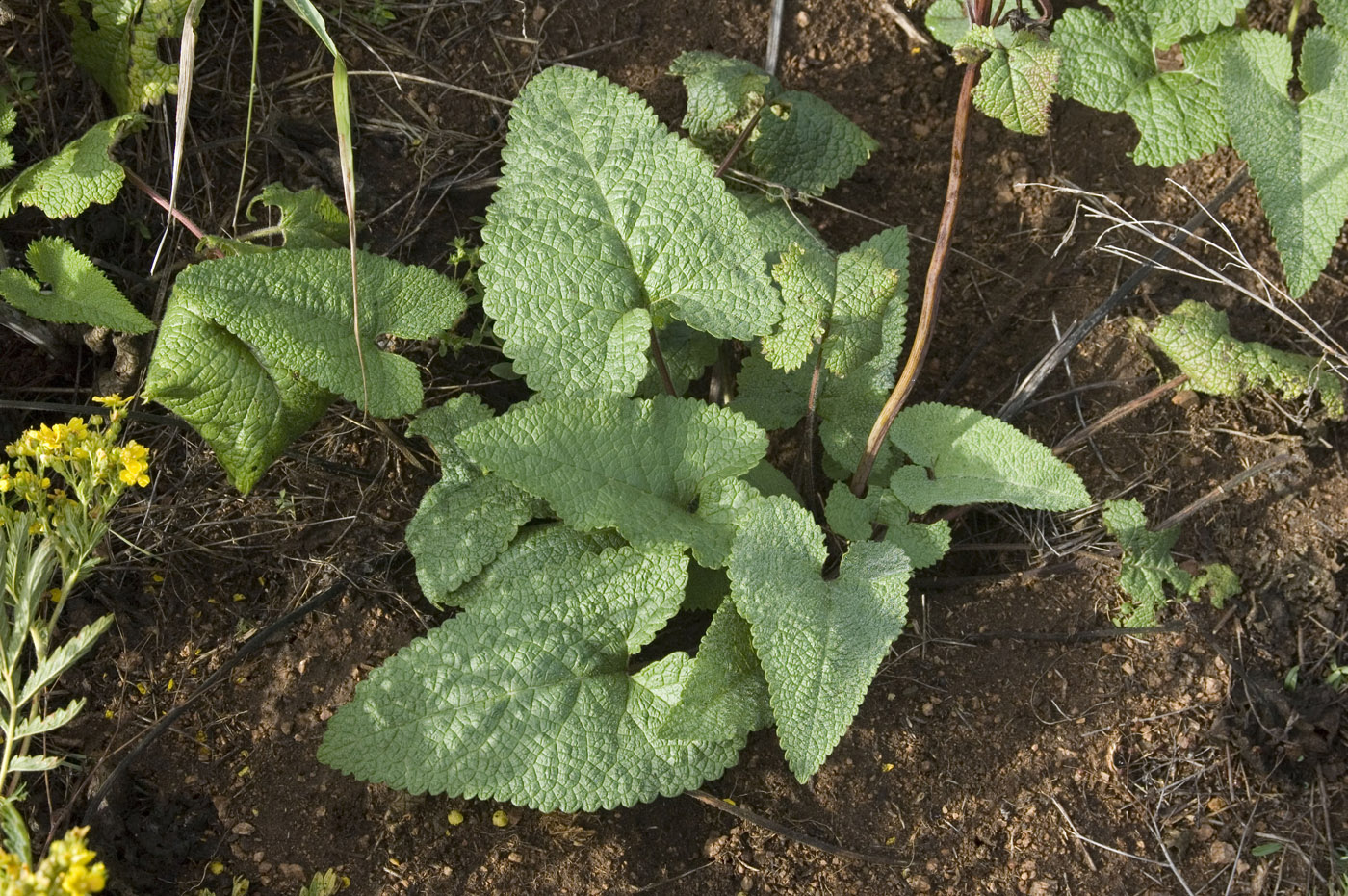 Image of Phlomoides tuberosa specimen.