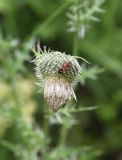 Cirsium echinus. Развивающееся соцветие с клопом из рода Лигеи (с большой вероятностью - Наземник оседланный Lygaeus equestris). Чечня, Шаройский р-н, дорога по правому борту дол. Цесиахк в сторону урочища Старый дом Мухтара, луг. 27 июня 2024 г.