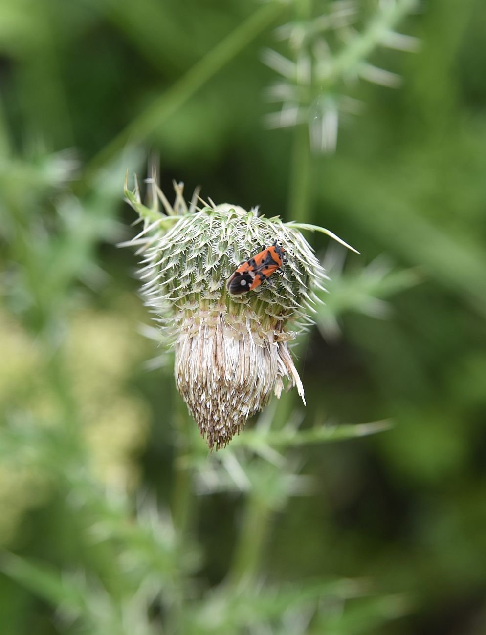 Image of Cirsium echinus specimen.