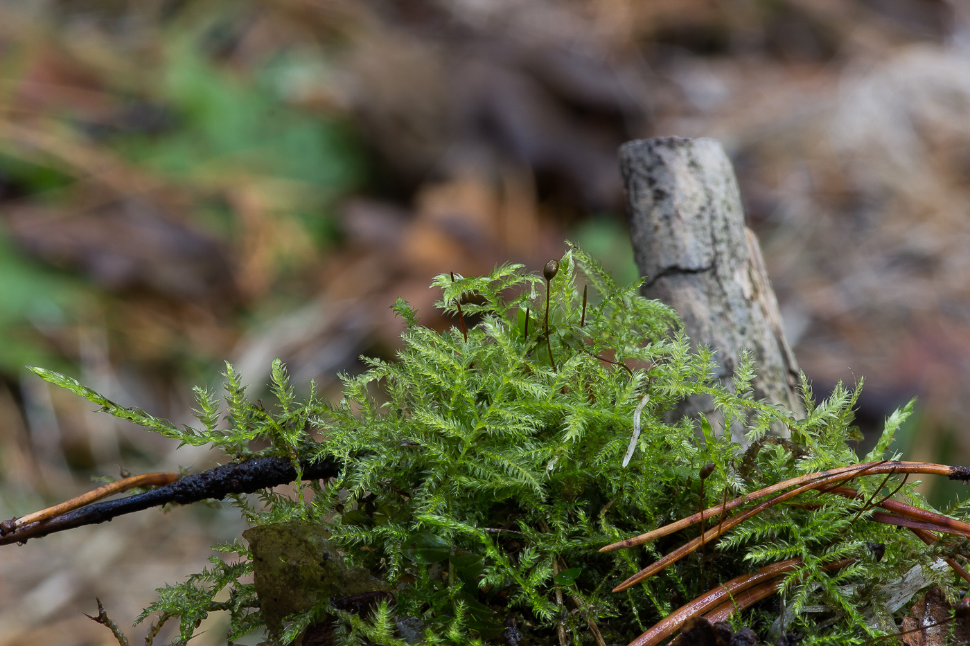 Изображение особи семейство Brachytheciaceae.