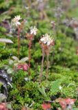 Bryanthus gmelinii. Цветущие растения в сообществе с Dryas punctata и Vaccinium minus. Камчатский край, Елизовский р-н, подножие вулкана Авачинская сопка, горная тундра. 11.08.2024.