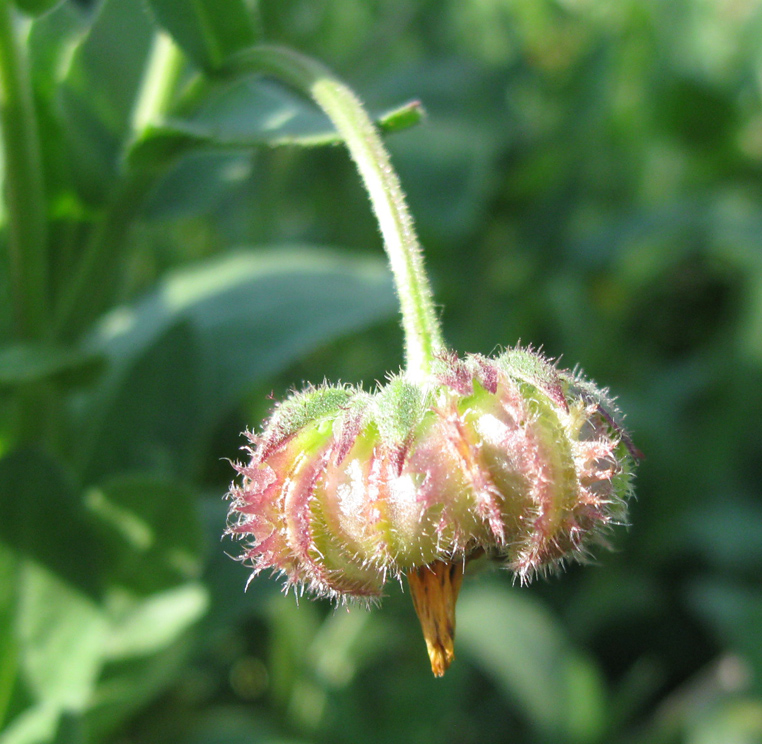 Image of Calendula arvensis specimen.