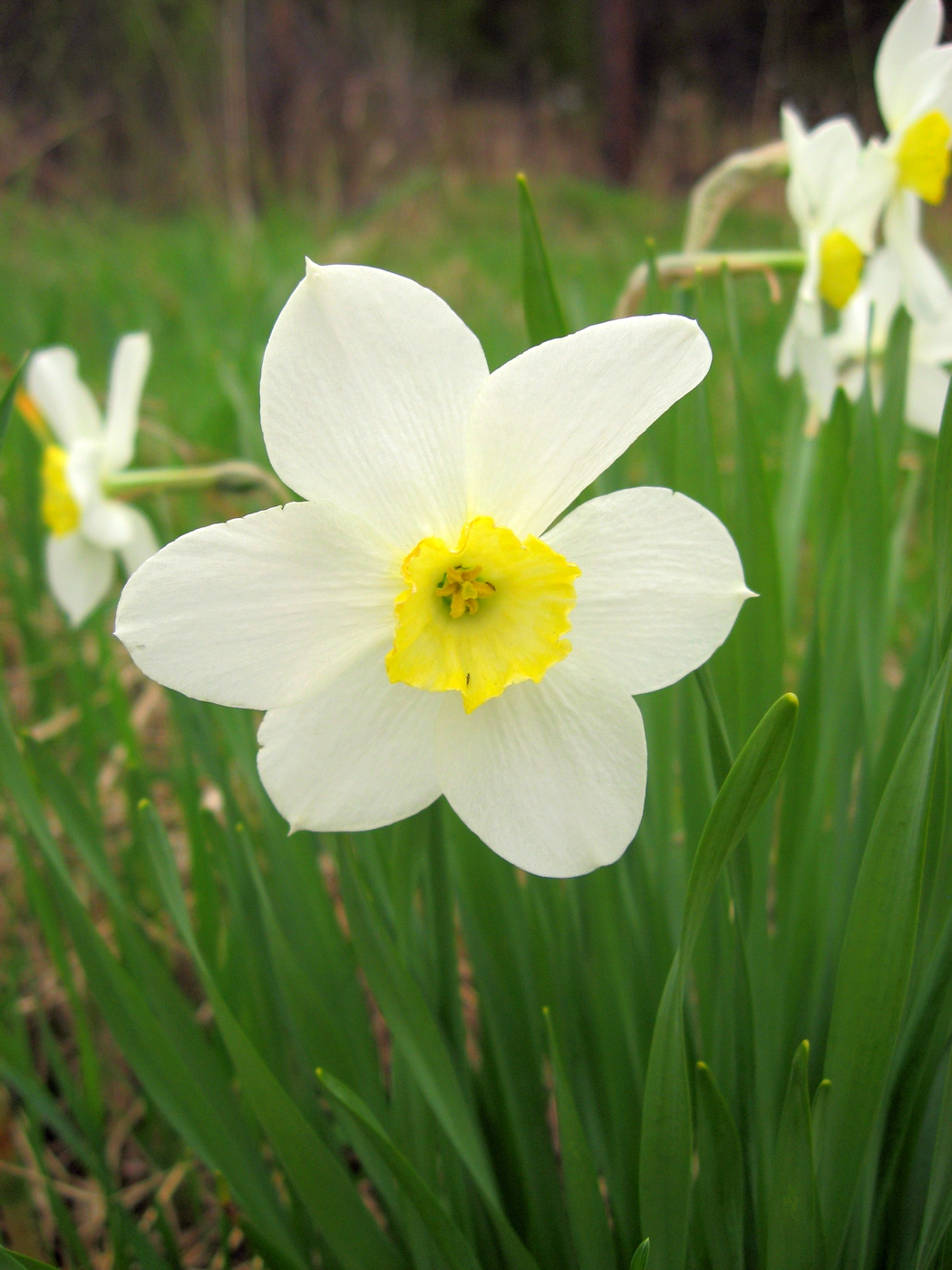 Image of Narcissus &times; incomparabilis specimen.