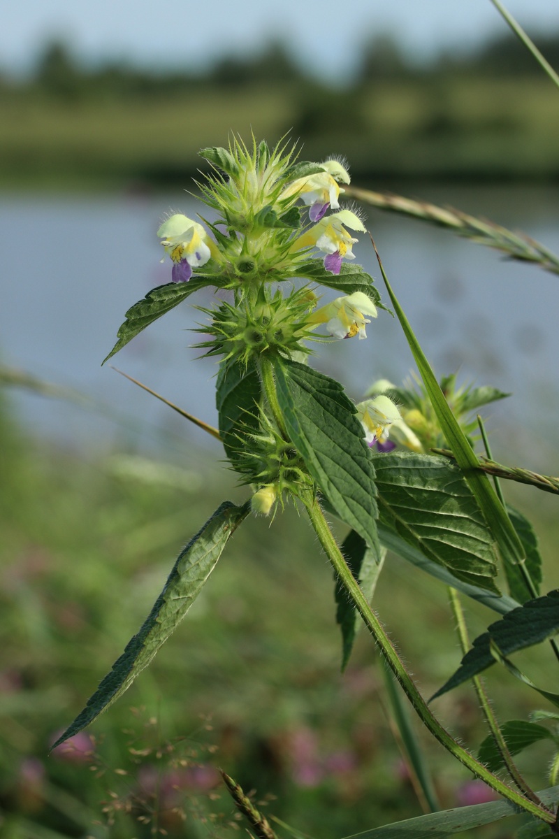 Image of Galeopsis speciosa specimen.