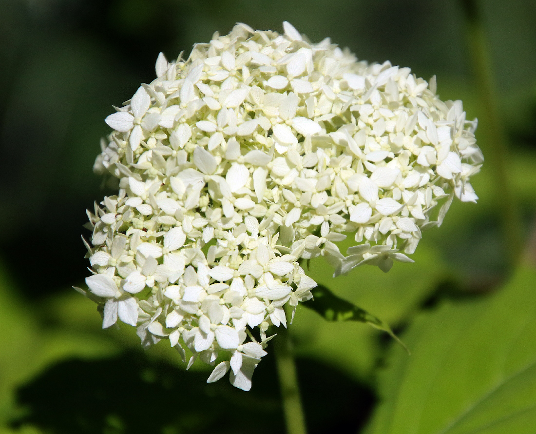 Image of Hydrangea arborescens specimen.