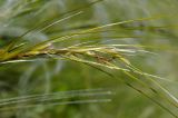 genus Stipa