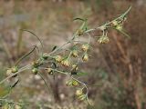 Смотреть изображение Artemisia sieversiana