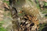 род Taraxacum. Соплодие. Крым, Балаклава. 22 марта 2011 г.