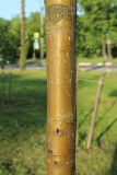 View full-size image Sorbus commixta