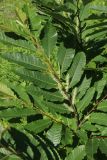 View full-size image Castanea sativa
