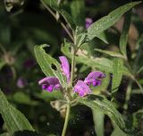 Смотреть изображение Phlomis pungens