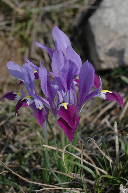 Image of Iridodictyum kolpakowskianum specimen.