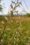 Himantoglossum caprinum