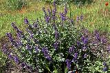 View full-size image Nepeta mussinii