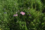 View full-size image Pyrethrum coccineum
