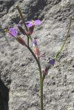 Arabis verna. Верхняя часть растения с цветками и плодами. Крым, Южный берег, Кучук-Ламбат. 25 апреля 2011 г.