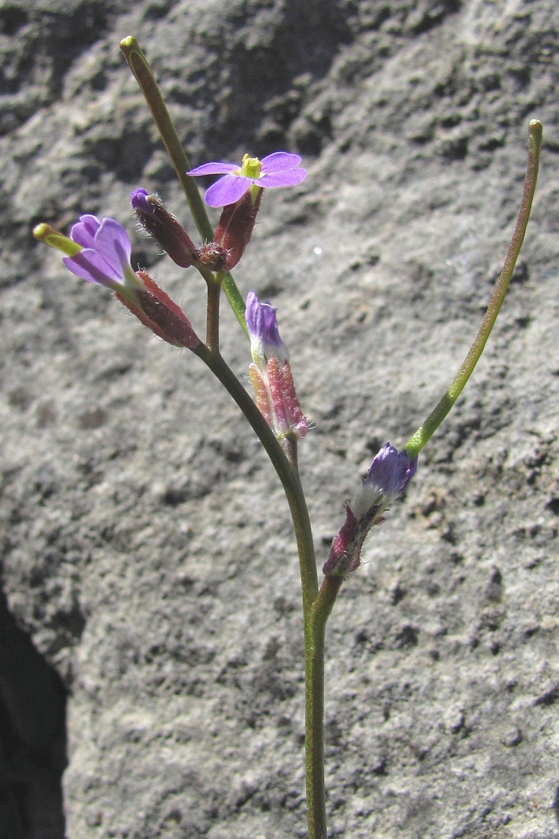 Изображение особи Arabis verna.