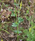 View full-size image genus Melilotus