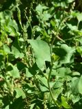 View full-size image Rumex scutatus