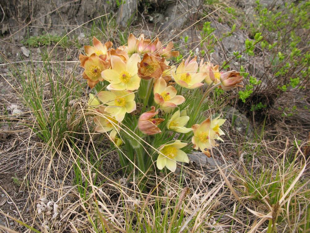 Image of Pulsatilla orientali-sibirica specimen.