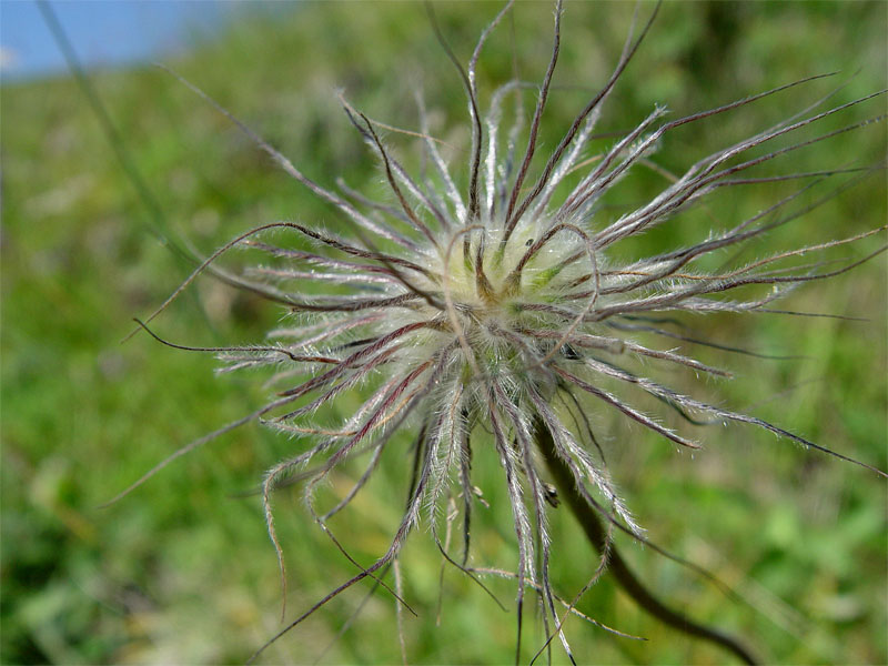 Image of Pulsatilla violacea specimen.