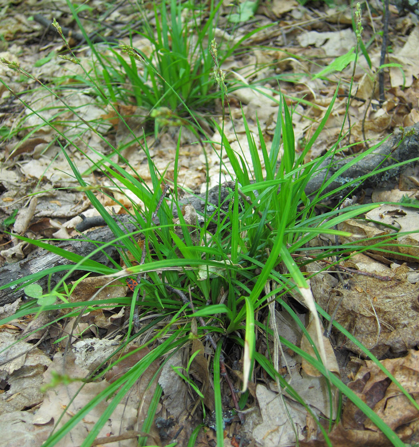 Image of Carex digitata specimen.