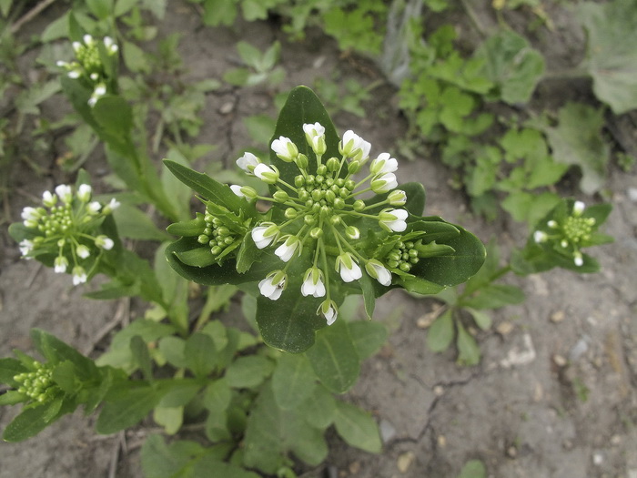 Image of Thlaspi arvense specimen.