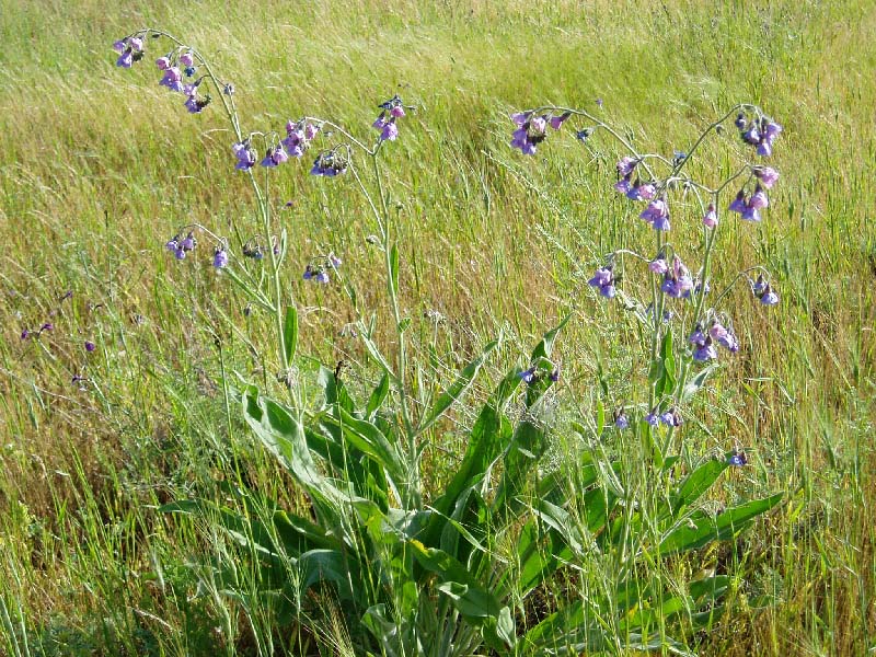 Изображение особи Lindelofia macrostyla.