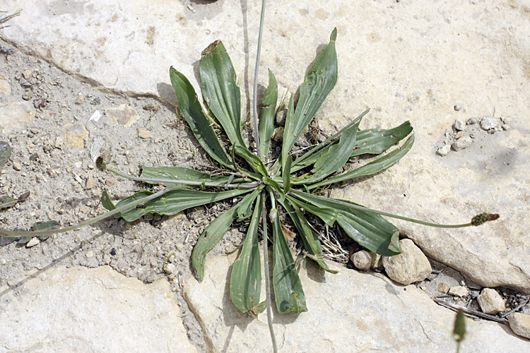 Изображение особи Plantago lanceolata.