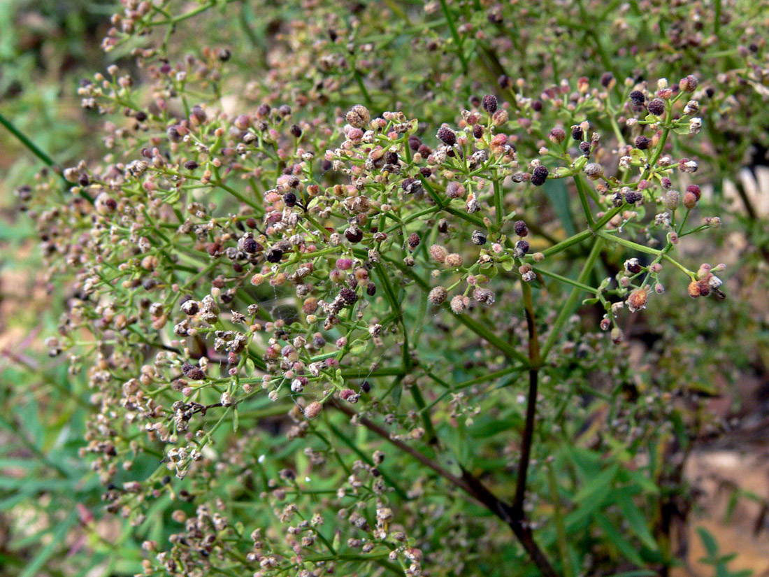 Image of Galium boreale specimen.