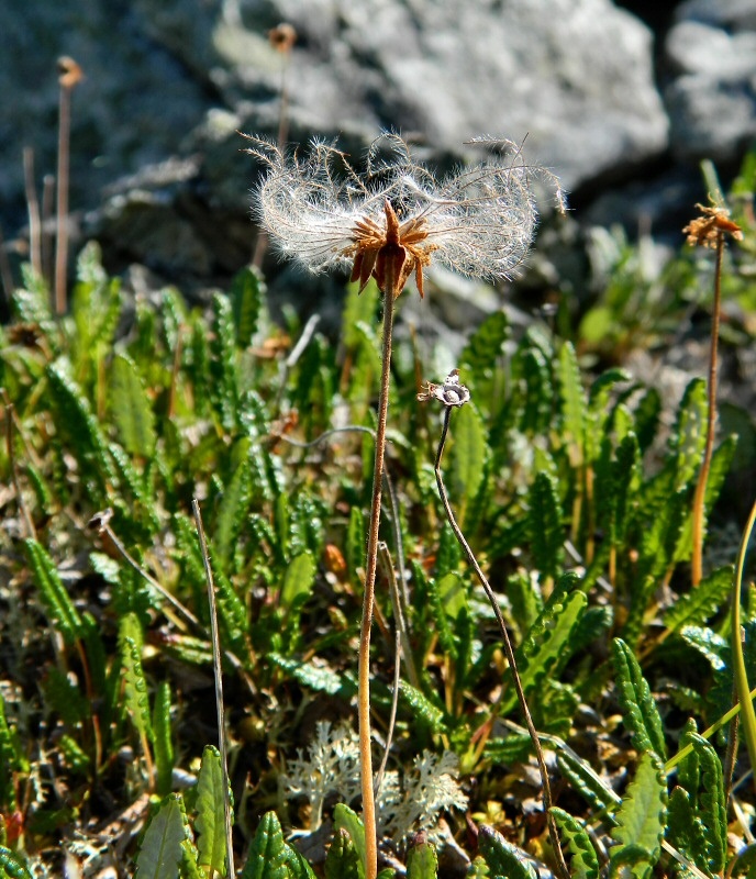 Image of genus Dryas specimen.