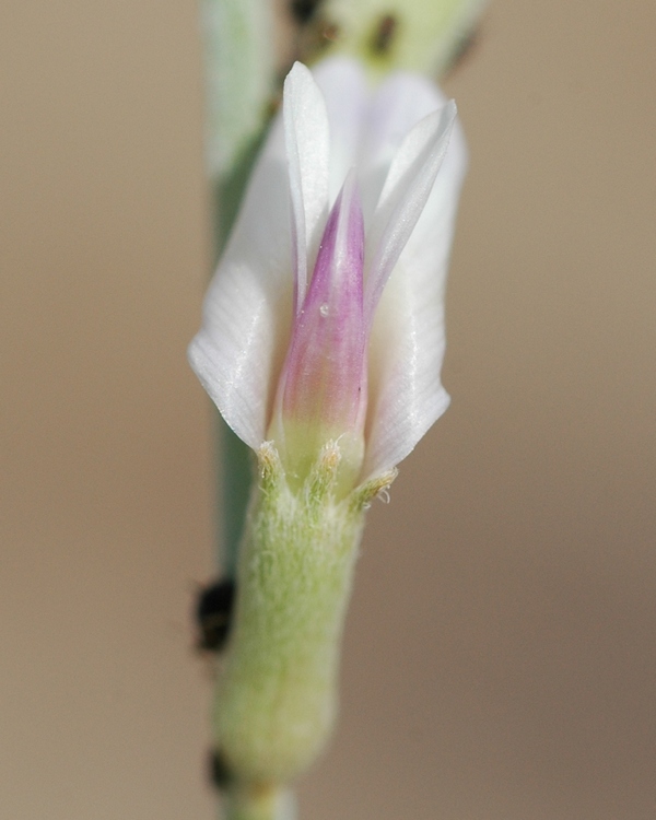 Изображение особи Astragalus cognatus.