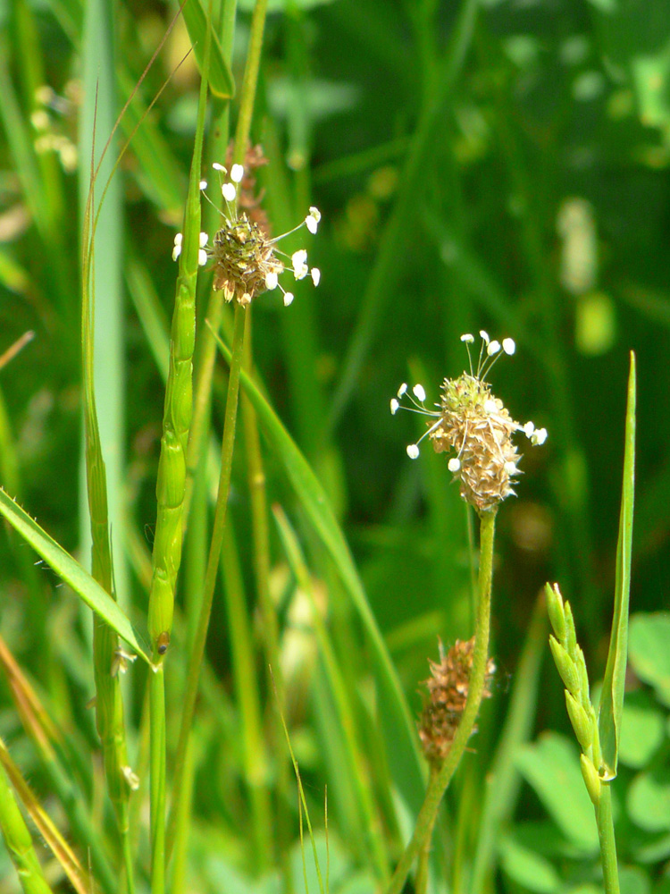 Image of Plantago lanceolata specimen.