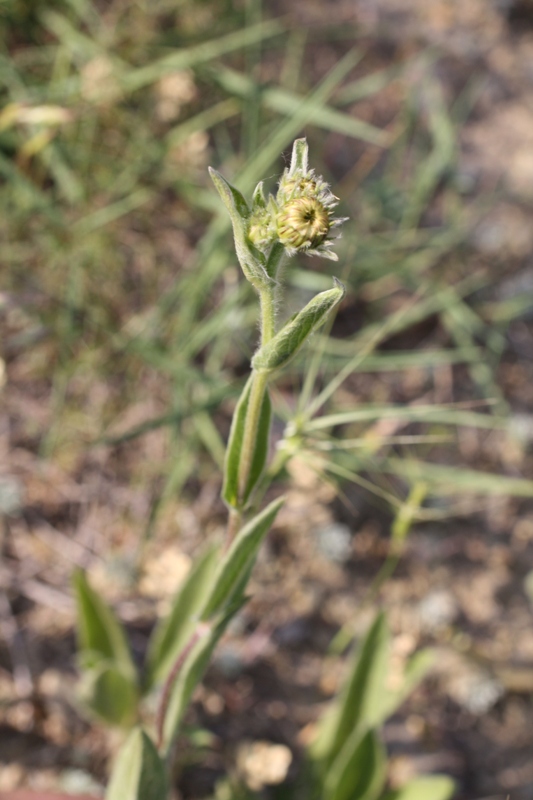 Image of Inula oculus-christi specimen.