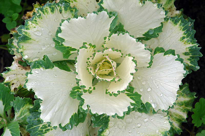 Image of Brassica oleracea var. viridis specimen.